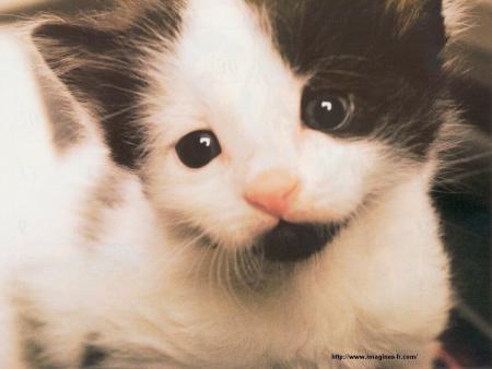 chat